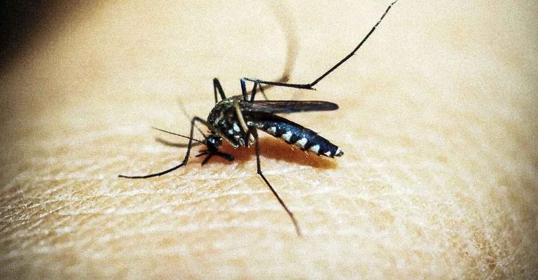 Dengue mosquito