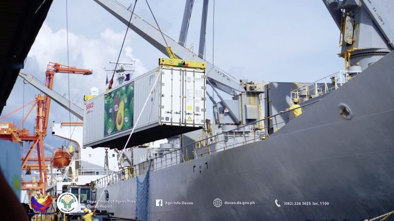 Philippine avocados conquer Japan’s food market with first export shipment from Mindanao