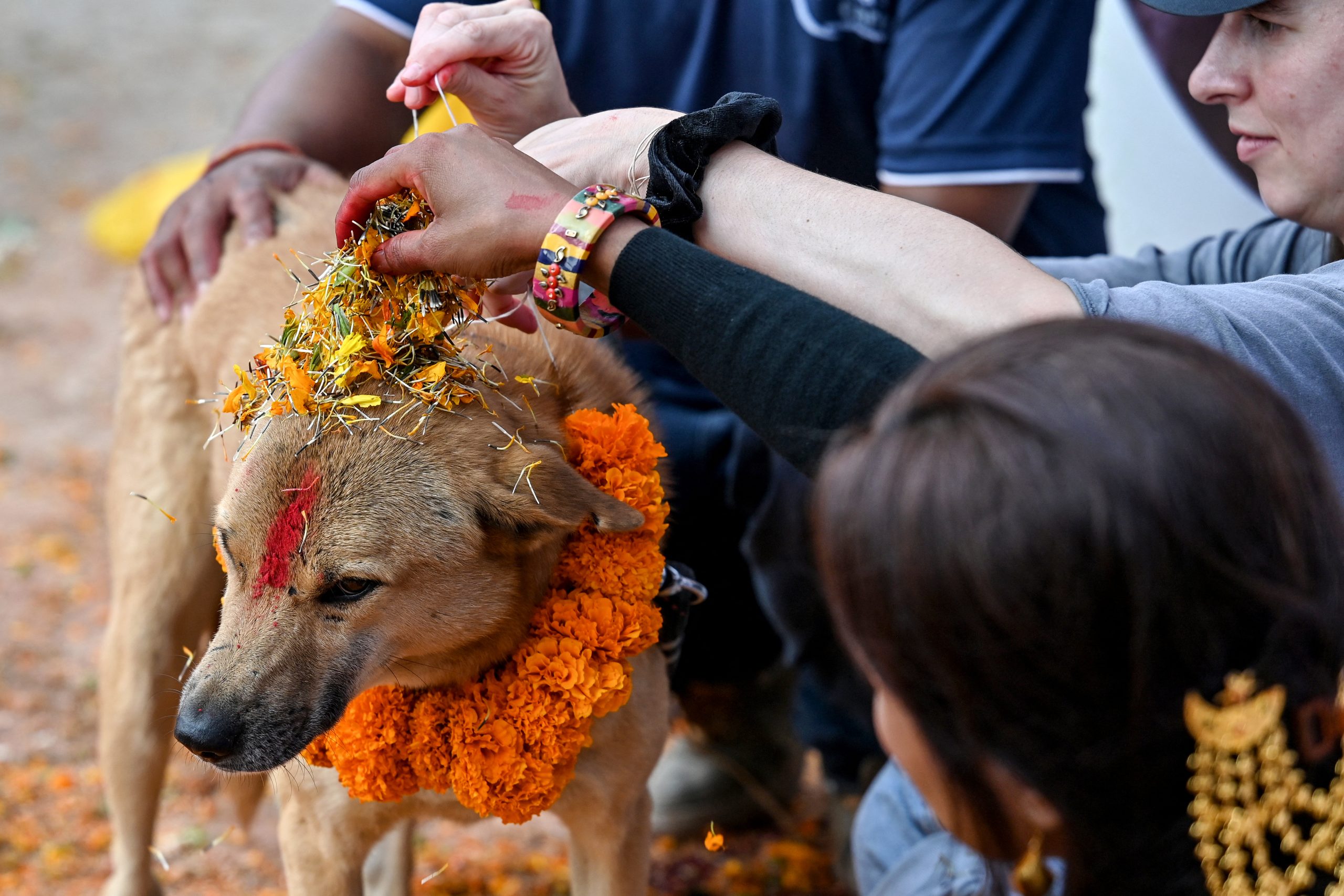 Nepal’s Day of the Dog as part of Hindu celebrations - PTV News