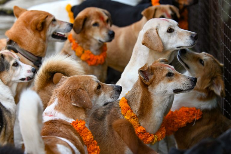 Nepal’s Day of the Dog as part of Hindu celebrations
