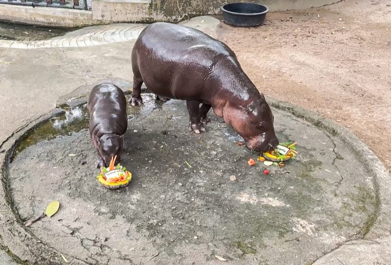 Thai baby hippo Moo Deng ‘predicts’ US election win for Trump