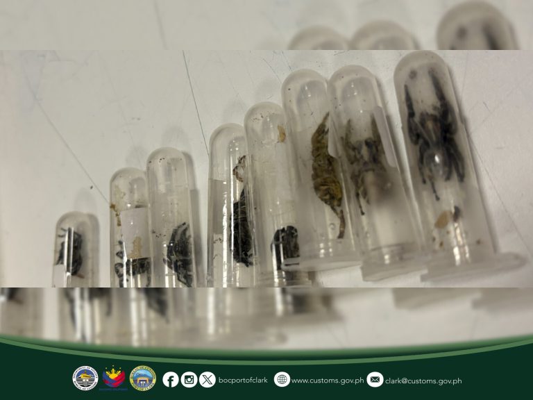 BOC-Clark foils spiderlings concealed in parcel declared as hairclips