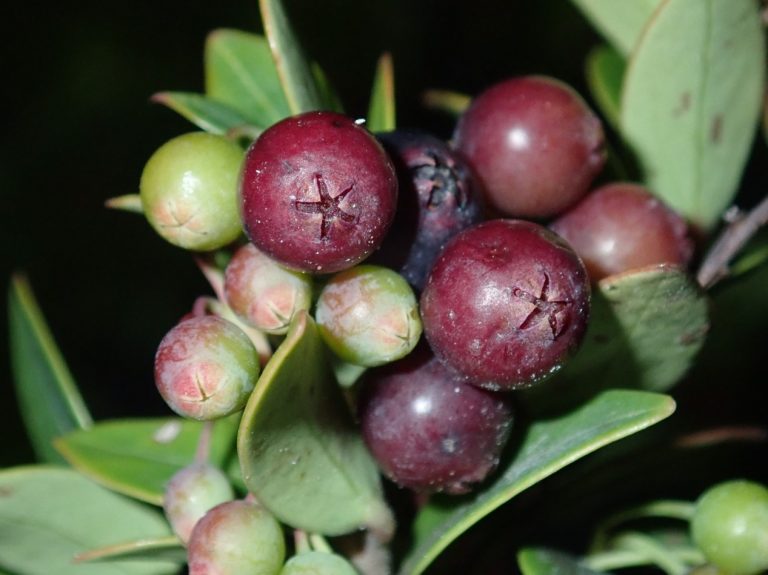 New blueberry plant species discovered at Mt. Apo