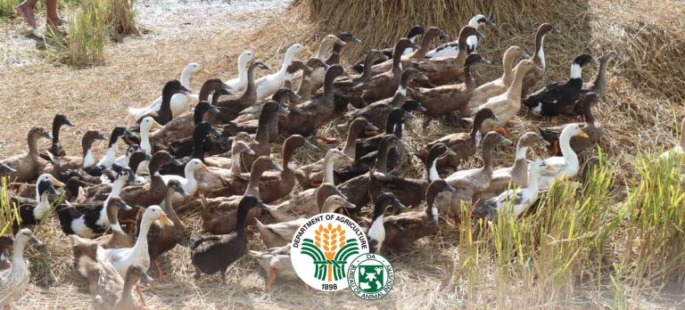 PH records first bird flu case in Camarines Norte