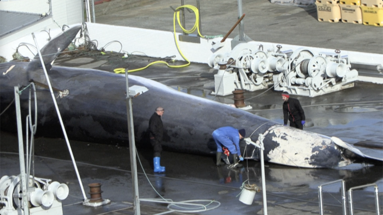 Iceland authorizes whale hunting until 2029
