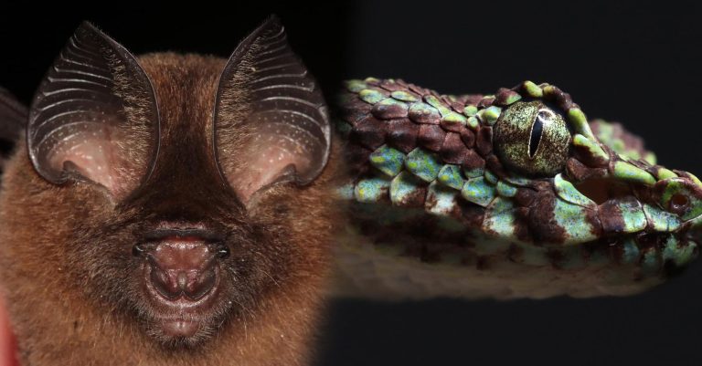 ‘Eyelash viper’, leaf-nosed bat among new species found in Mekong