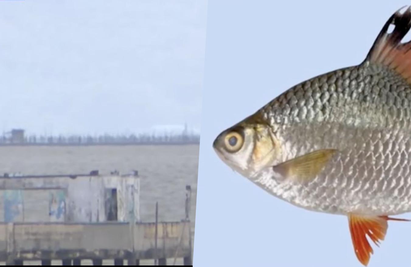 BFAR to monitor, mitigate effects of ‘alien fish’ in Laguna de Bay